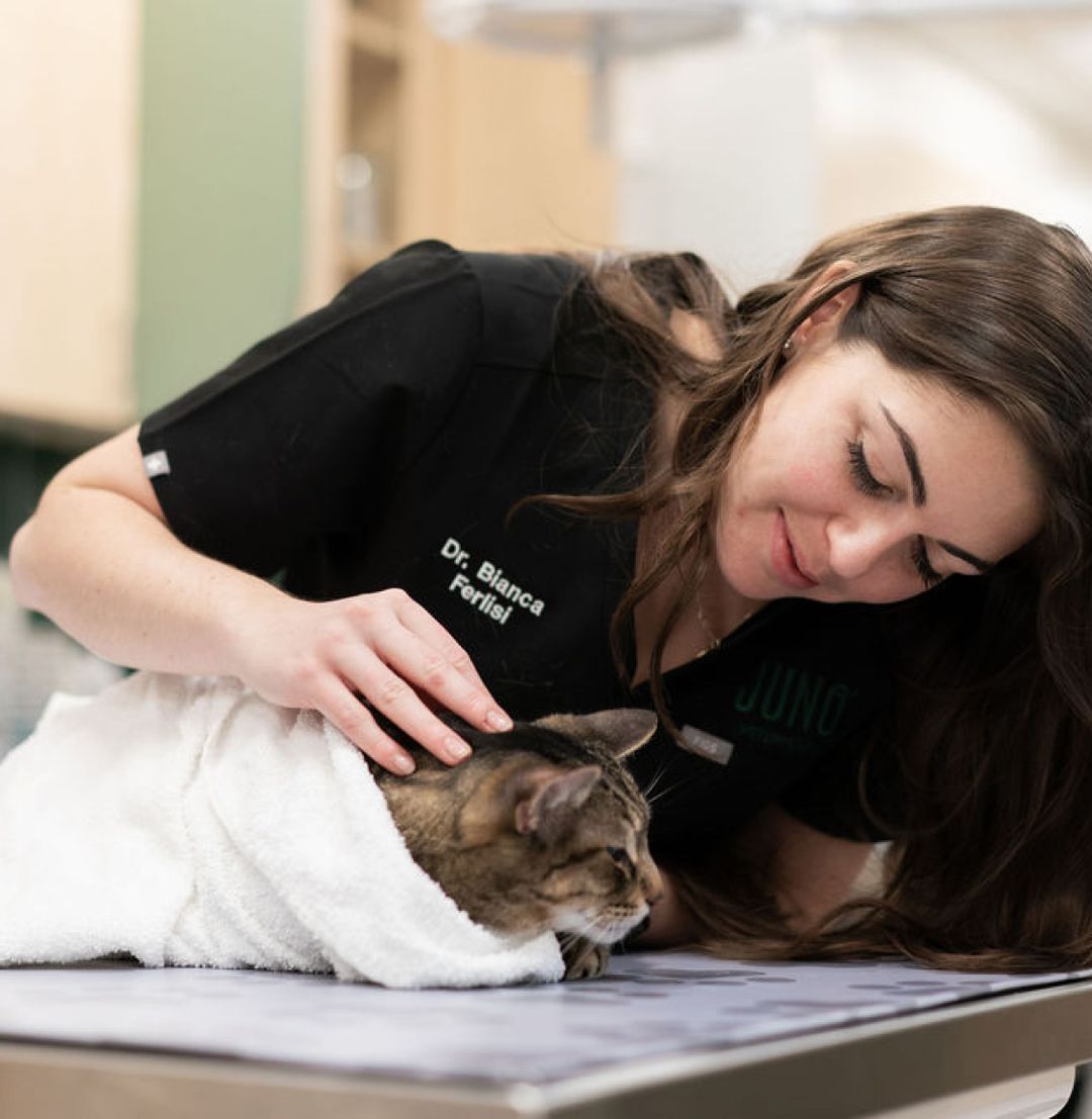 Vet membership and pricing Juno Veterinary